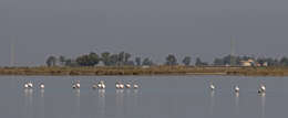 Imagem de Phoenicopterus roseus Pallas 1811