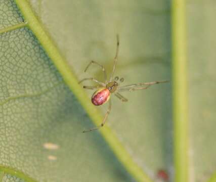 Image of Enoplognatha ovata (Clerck 1757)