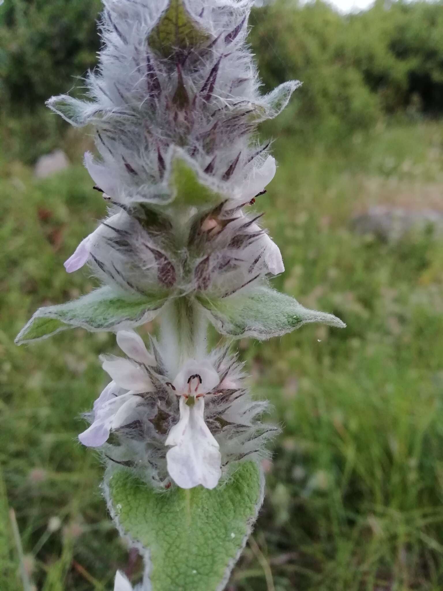 Image of Downy woundwort