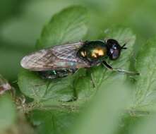 Image of Soldier fly