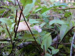 Imagem de Pedicularis racemosa Dougl. ex Hook.