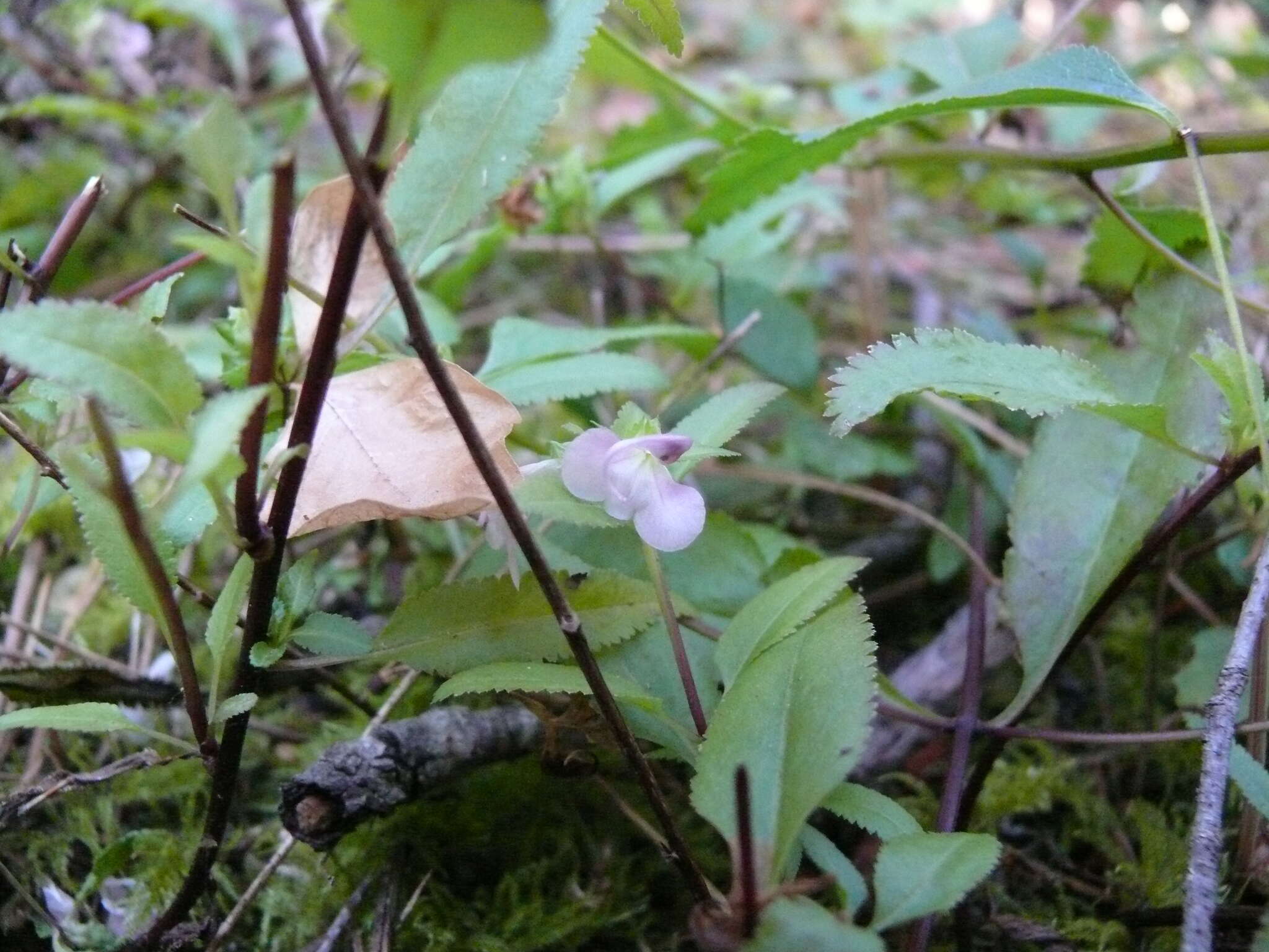 Image of sickletop lousewort