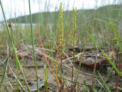 Image of three-rib arrowgrass