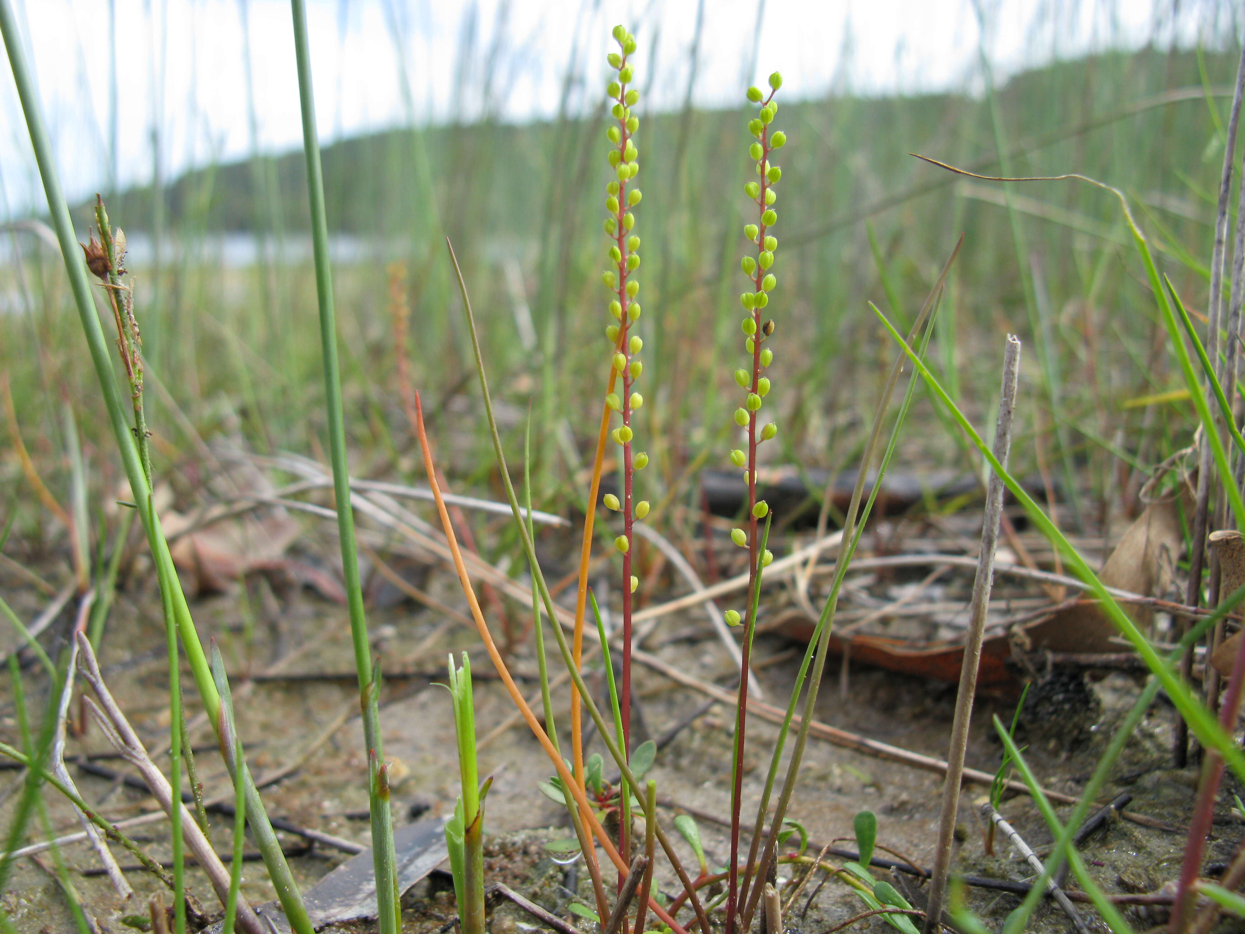 Image of three-rib arrowgrass