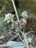 Imagem de Silphium integrifolium var. asperrimum (Hook.) B. L. Turner