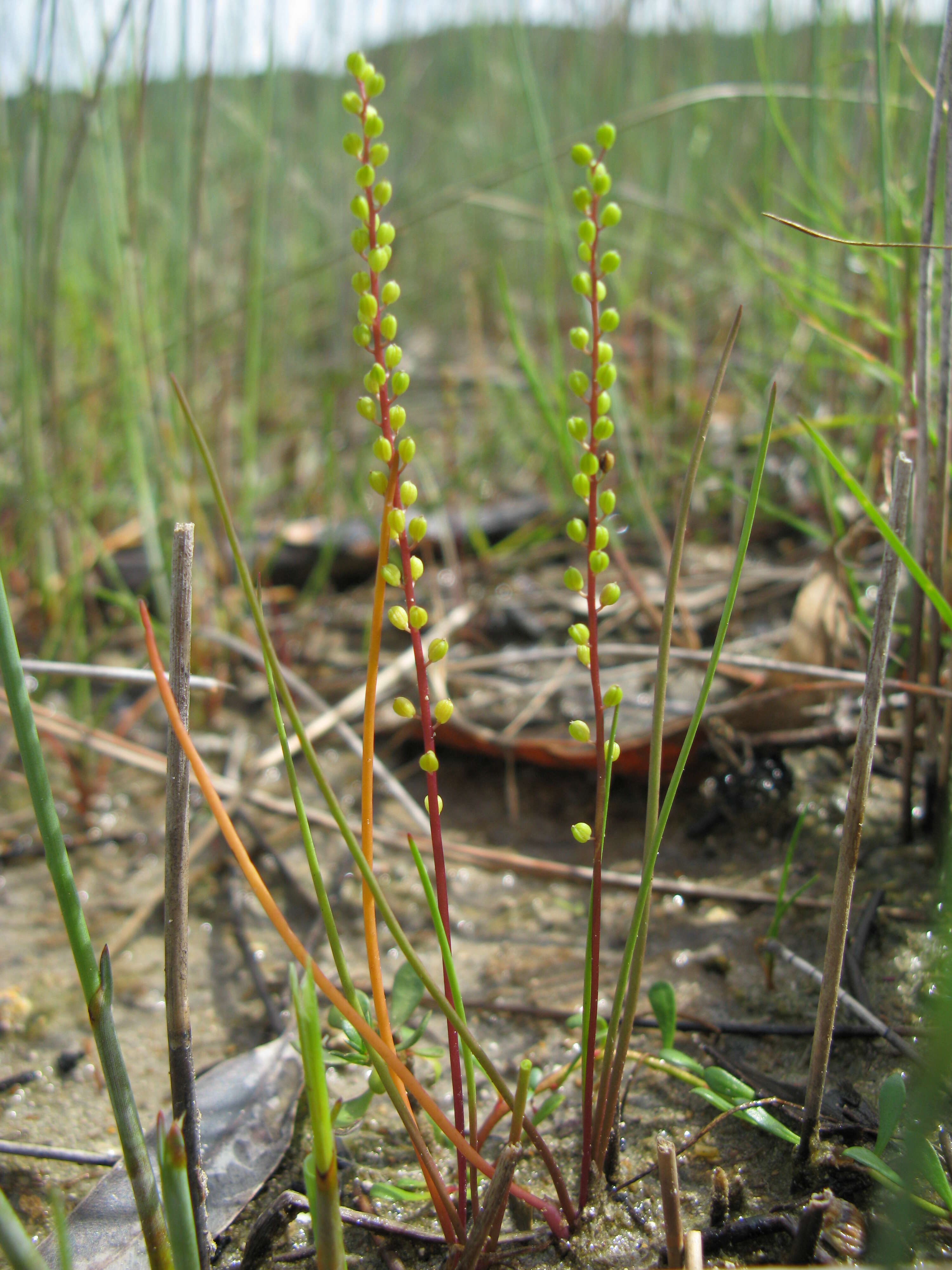 Image of three-rib arrowgrass