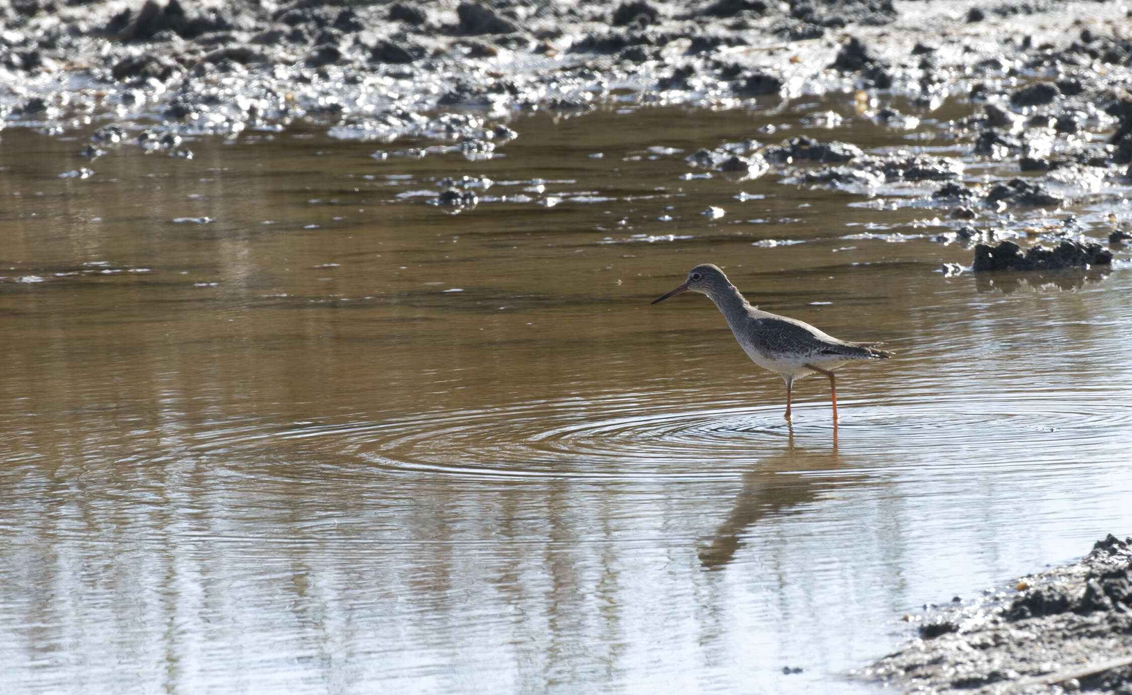 Image of Common Redshank