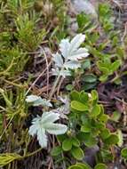 Слика од Potentilla effusa Dougl. ex Lehm.