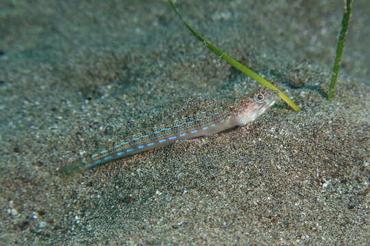 Image of Atlantic Lizardfish