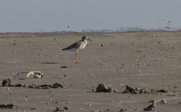 Image of Common Redshank