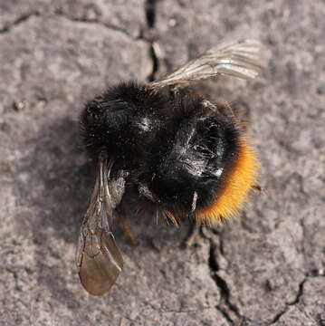 Image of Bombus ruderarius (Müller 1776)