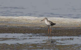 Image of Common Redshank