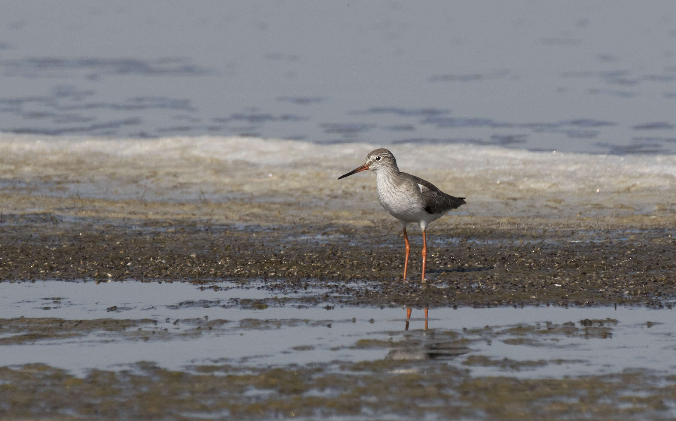 Image of Common Redshank