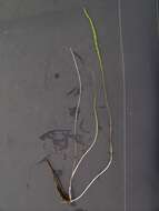 Image of three-rib arrowgrass