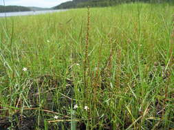 Image of three-rib arrowgrass