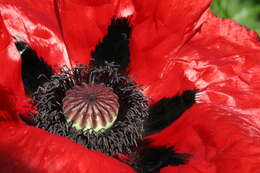 Image of Oriental poppy