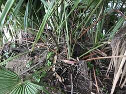 Image of Cabbage-tree palm