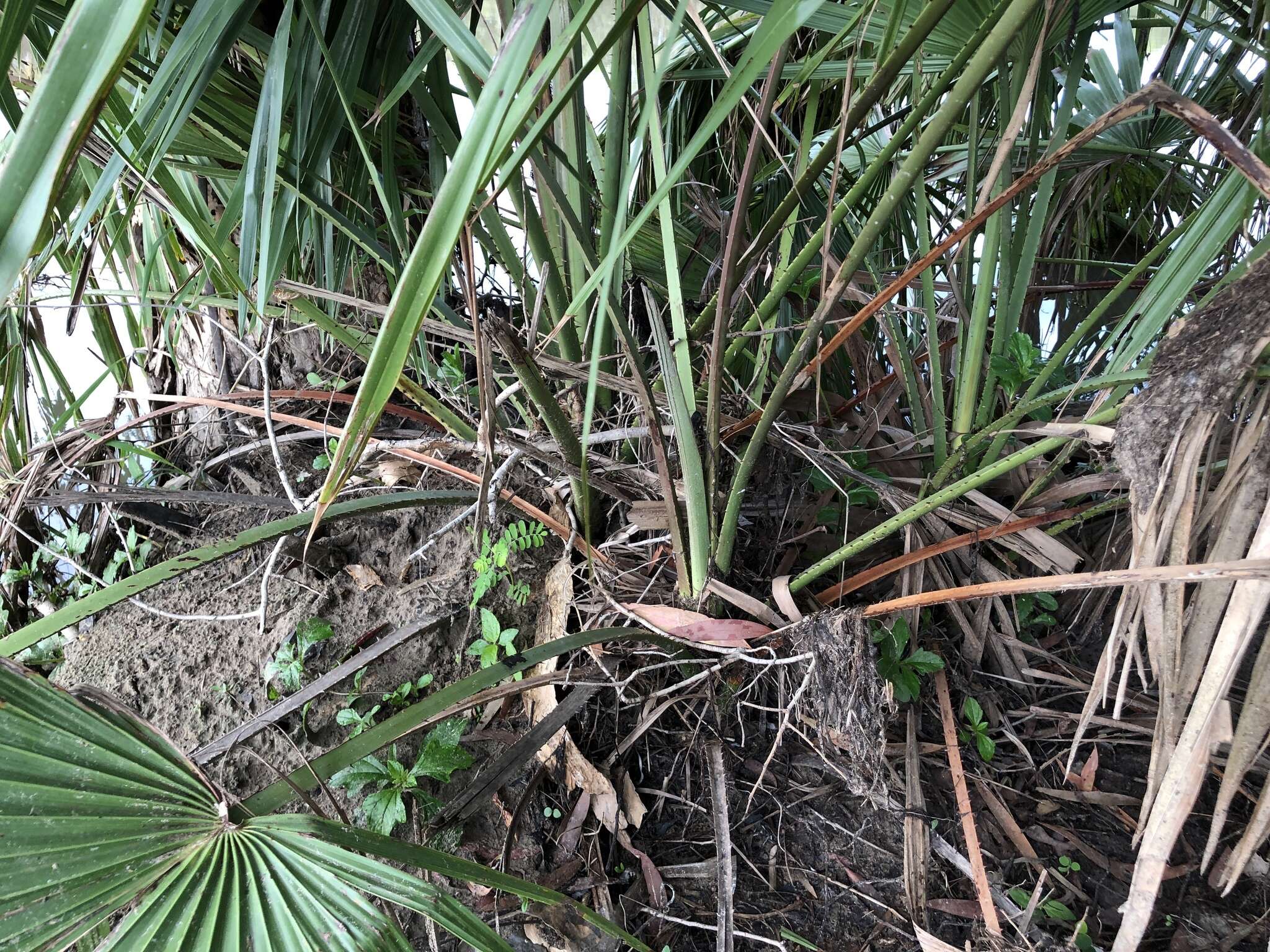 Image of Cabbage-tree palm