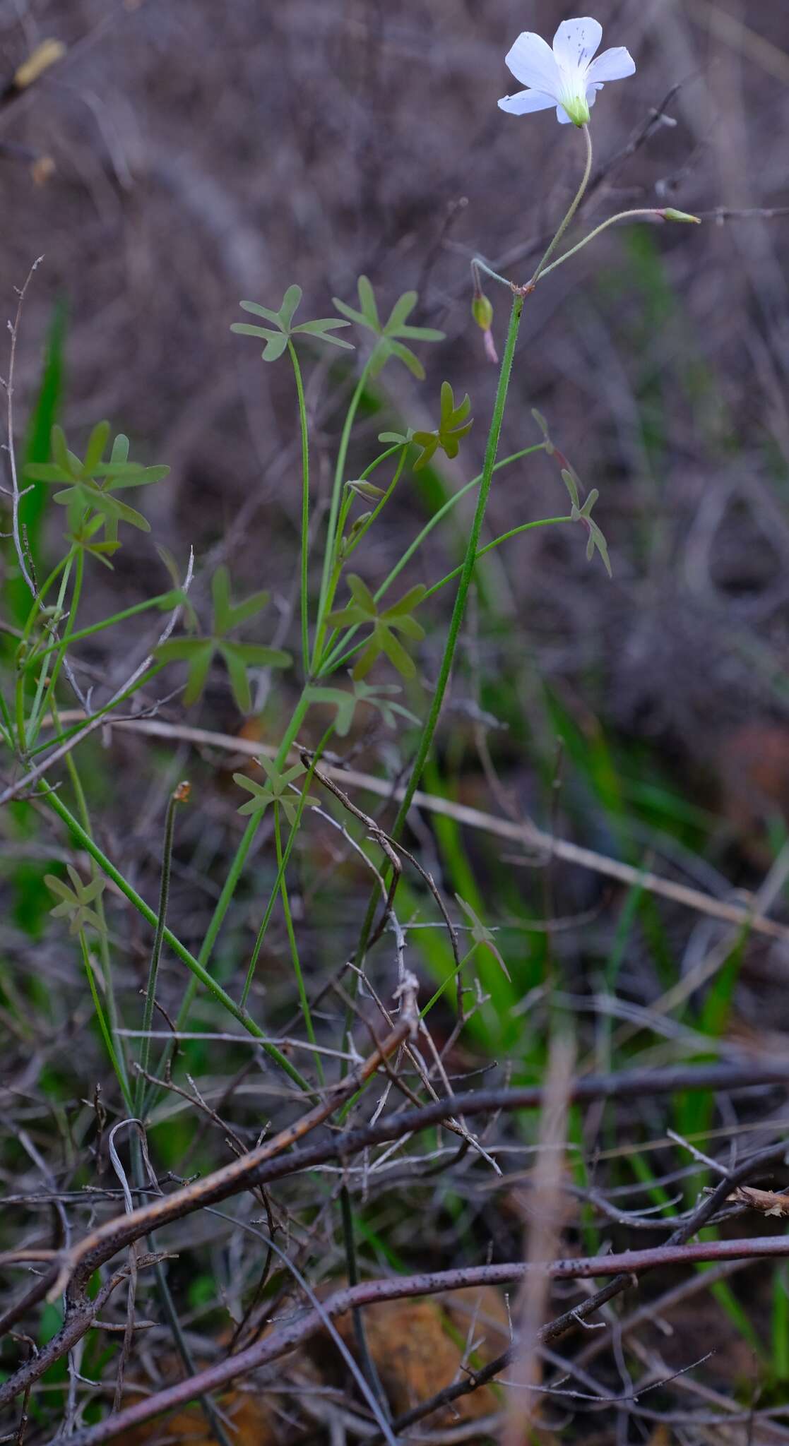 Image de Oxalis livida var. altior T. M. Salter