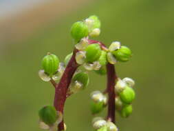 Image of three-rib arrowgrass