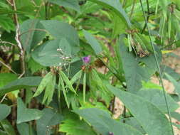 Image of two-leaf vetch