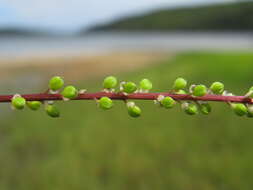 Image of three-rib arrowgrass