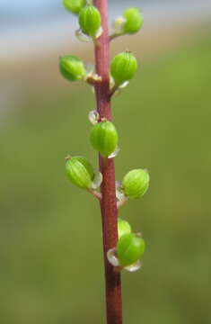 Image of three-rib arrowgrass