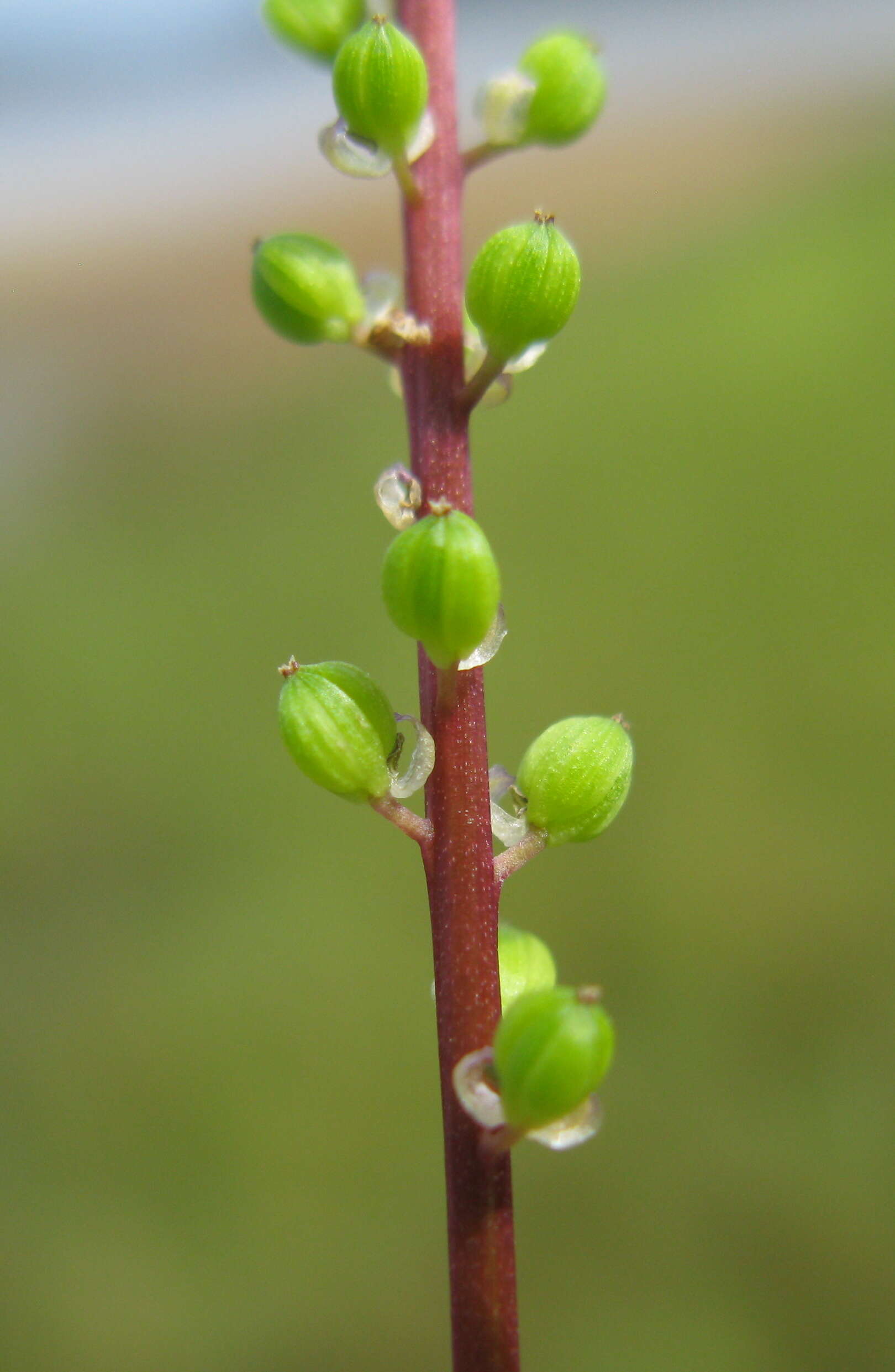 Image of three-rib arrowgrass