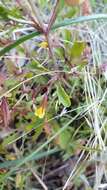 Image of Cut-Leaf Monkey-Flower