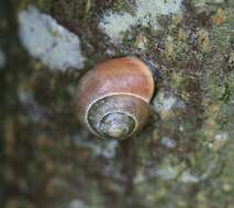 Image of Brown Lipped Snail