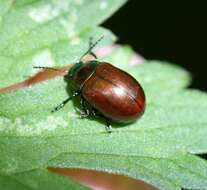 Image of Chrysolina polita