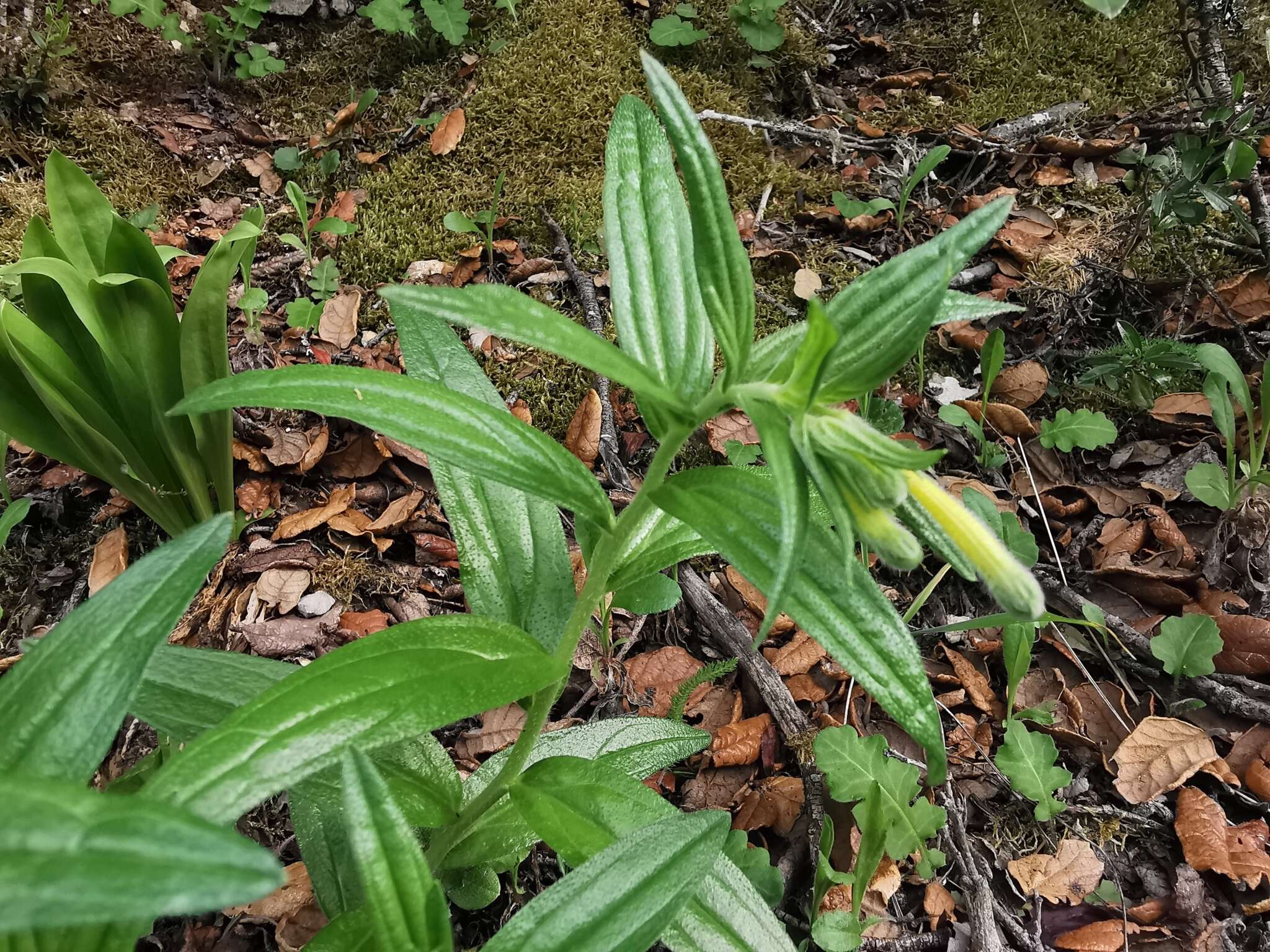 Слика од Lithospermum notatum (I. M. Johnst.) J. I. Cohen