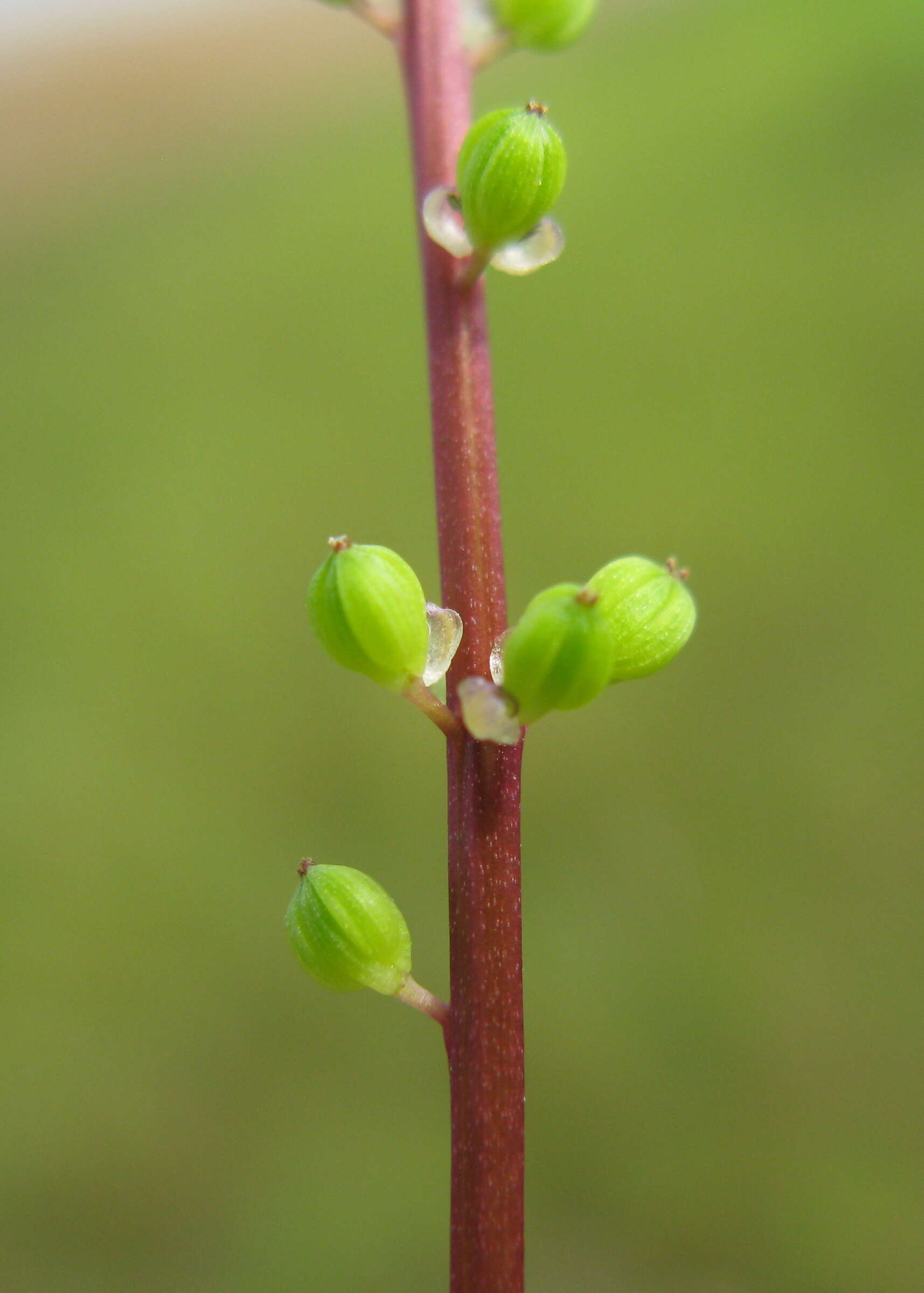 Image of three-rib arrowgrass