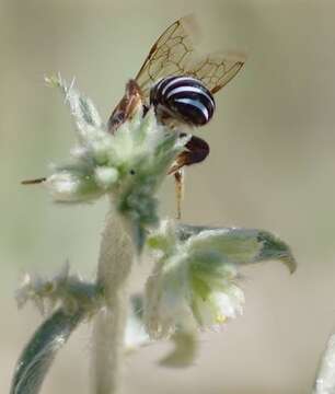 Image of Four-banded Nomia