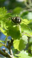 Image of Eristalis saxorum Wiedemann 1830