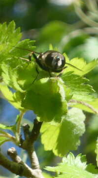 Image of Eristalis saxorum Wiedemann 1830