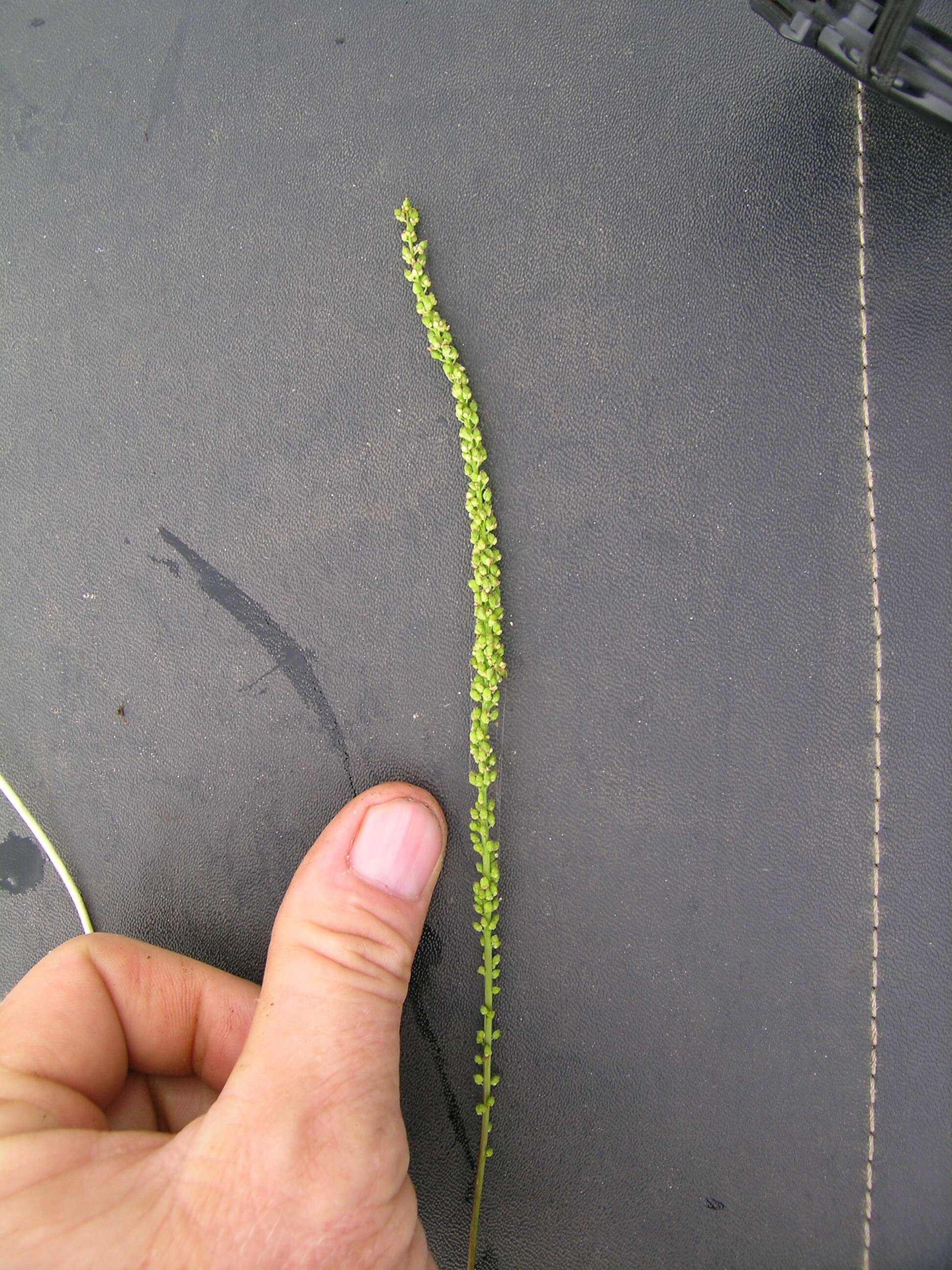 Image of three-rib arrowgrass