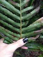 Image of Menisciopsis cyatheoides (Kaulf.) S. E. Fawc. & A. R. Sm.