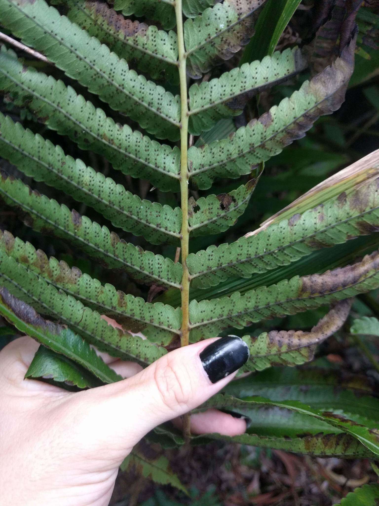 Image of Menisciopsis cyatheoides (Kaulf.) S. E. Fawc. & A. R. Sm.