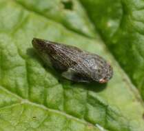 Image of European Alder Spittlebug