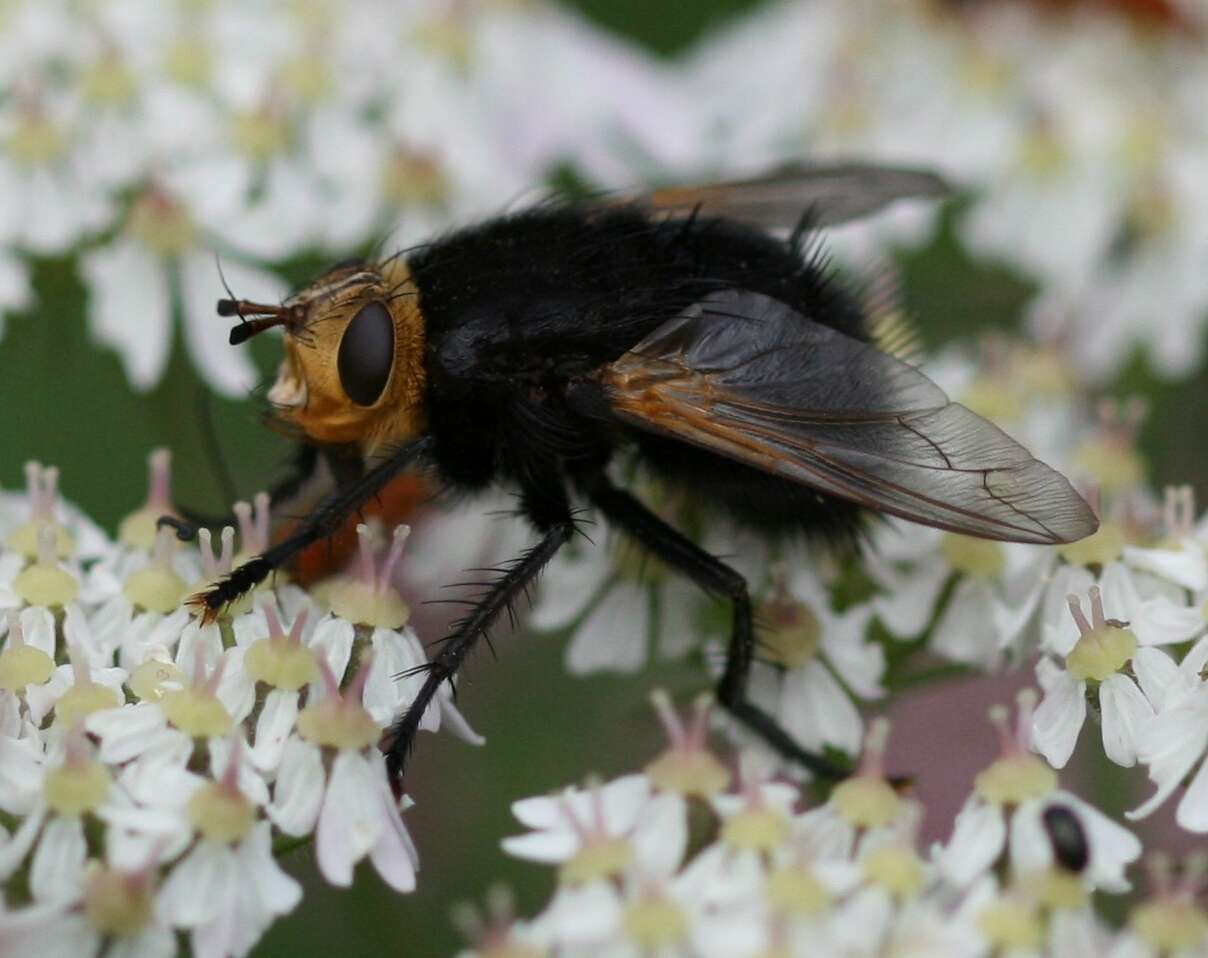 Image of giant tachinid fly