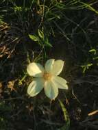 Imagem de Zephyranthes americana (Hoffmanns.) Ravenna