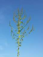 Image of annual ragweed