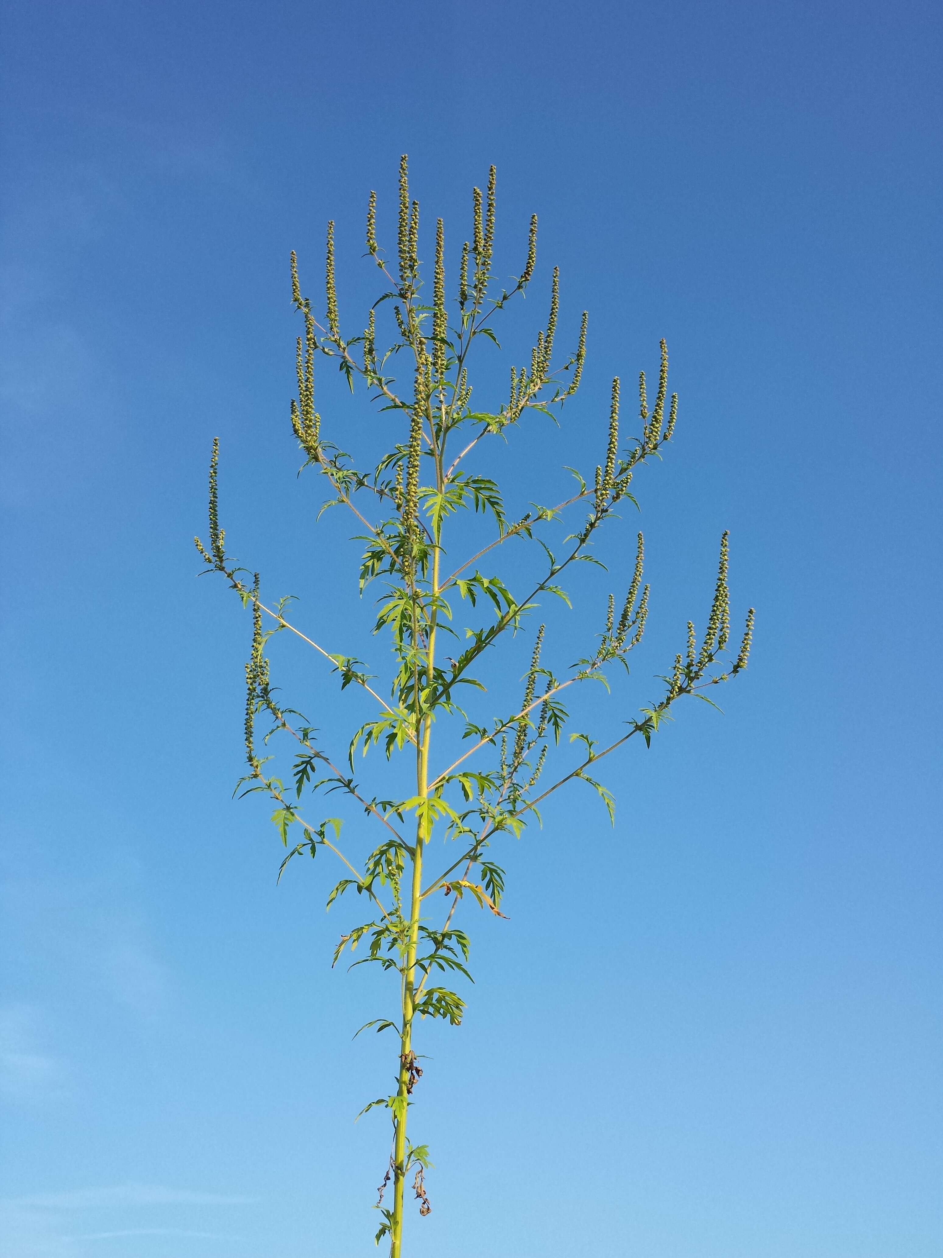 Image of annual ragweed