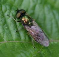 Image of Soldier fly