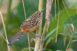 Image of Streak-headed Antbird