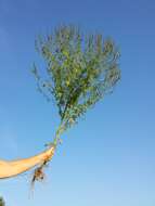 Image of annual ragweed