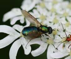 Image of Soldier fly