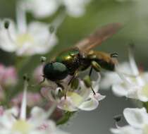 Sivun Chloromyia formosa (Scopoli 1763) kuva