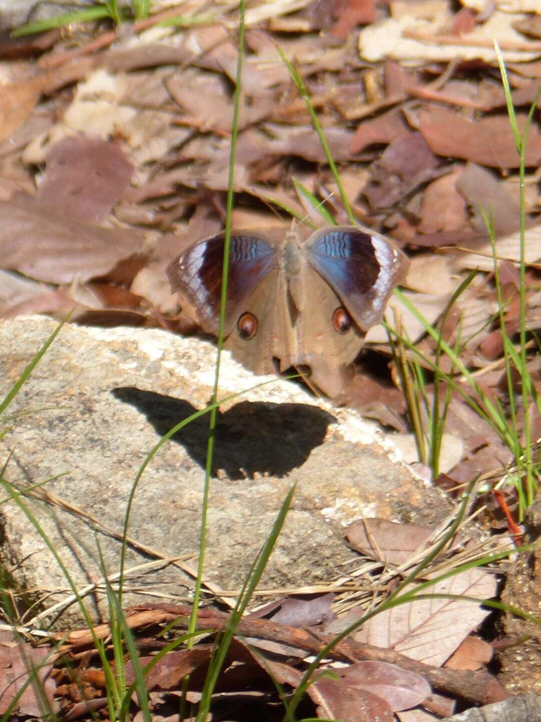 Image of Junonia artaxia Hewitson 1864